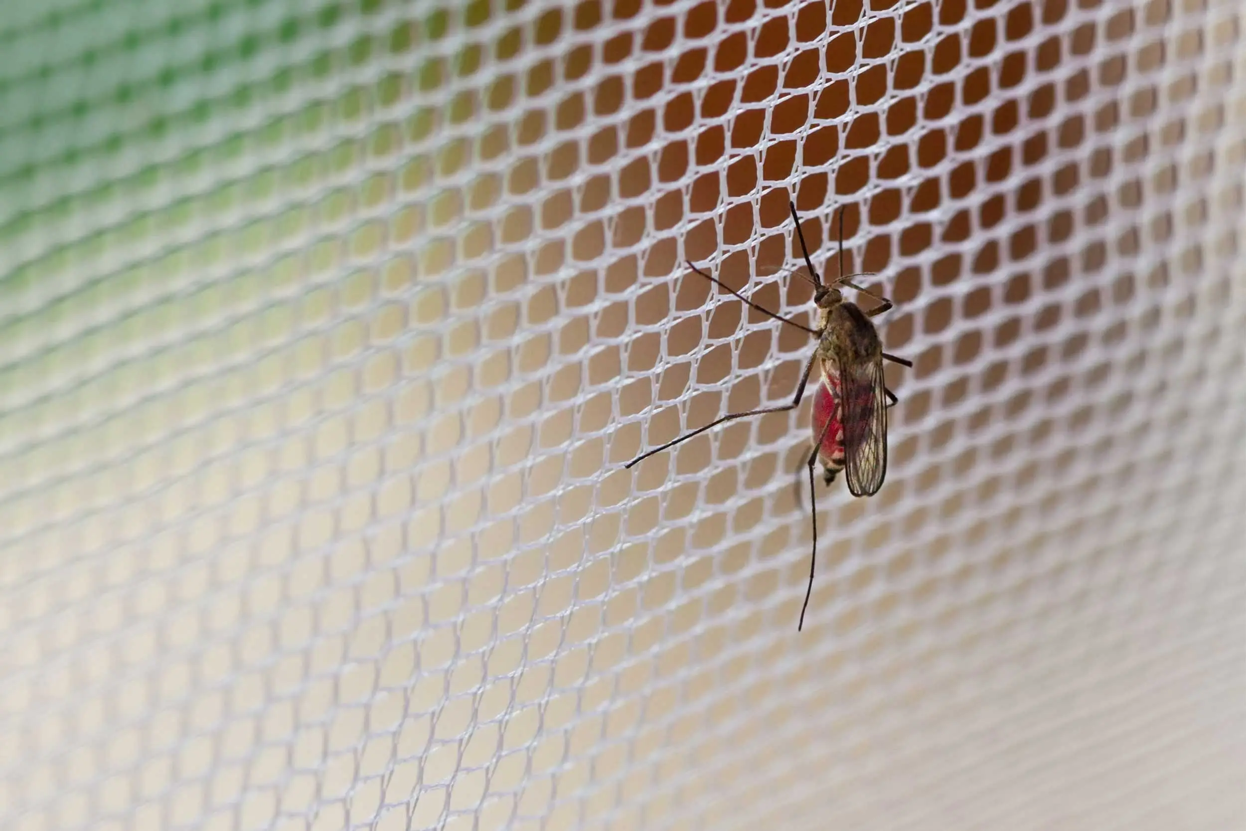 A mosquito resting on white mosquito-net mesh
